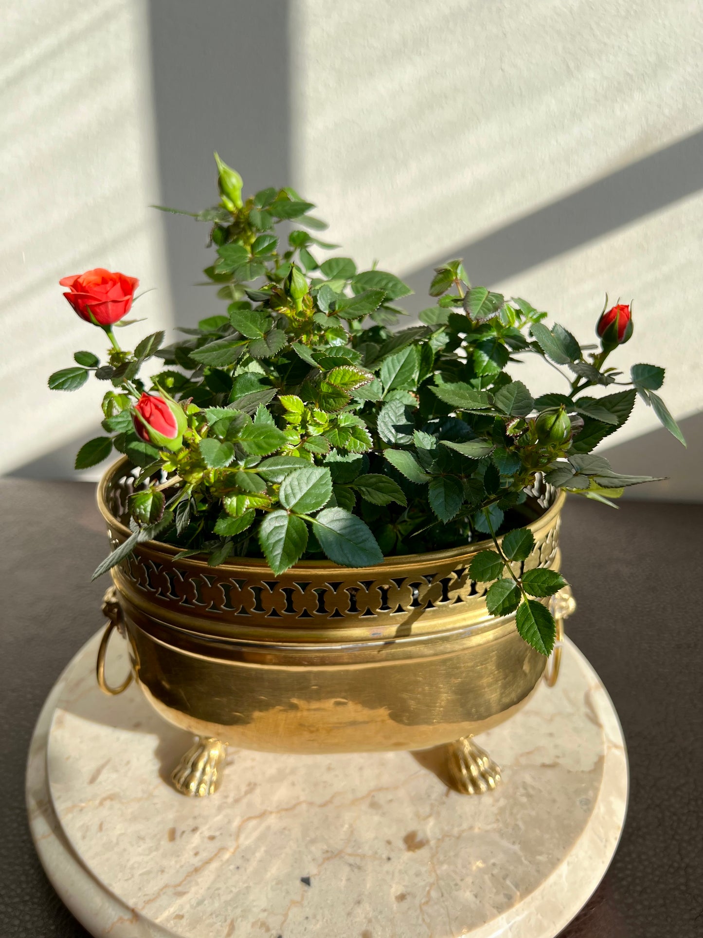 Spanish Antique/Vintage Brass Planter Jardinière Ornate on Four Lion Paws Footed and Two Lion Heads with Rings